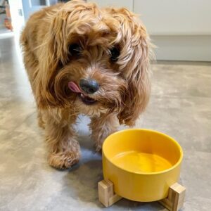 Ceramic dog bowl with bamboo stand