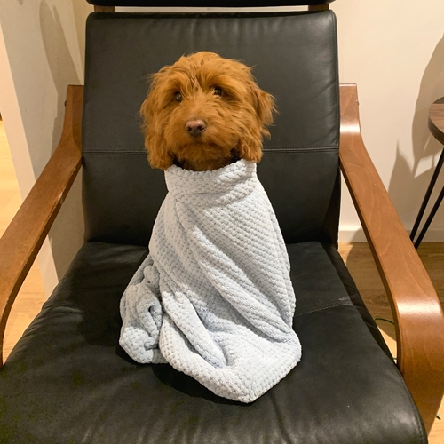 Microfibre dog drying bag - Image 18
