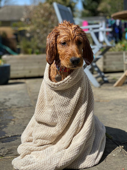 Microfibre dog drying bag - Image 8